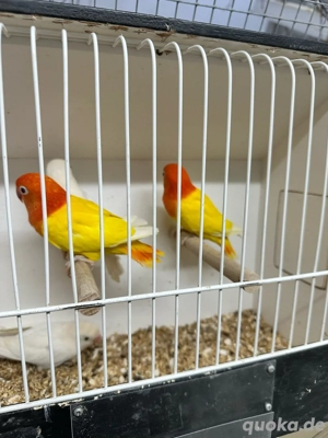 Pfirsichköpfchen in Opalin