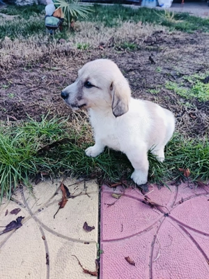 Lida sucht ein Zuhause 