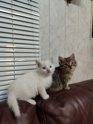 Süße BKH-Perser Kitten abzugeben 