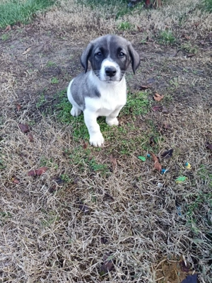 Adem sucht ein Zuhause 