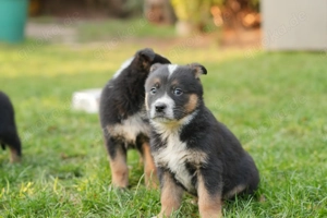 Süße Australian Cattledog   Deutscher Schäferhund Welpen