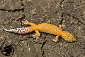 Leopardgecko 1.0 Tangerine Tremper Albino