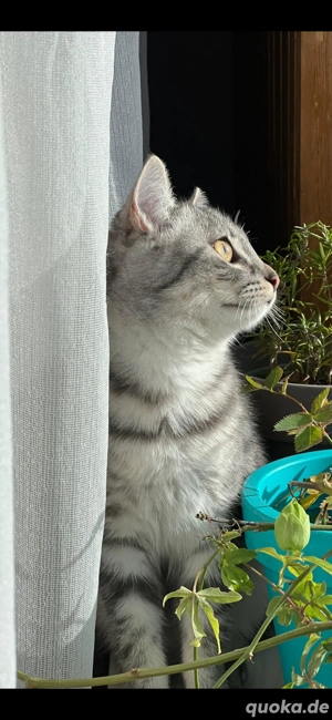 Eine Katze sucht eine neue Familie, 