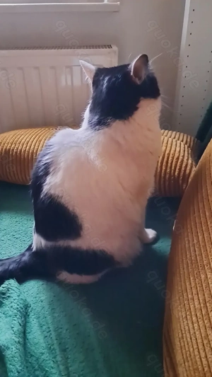 Katze sucht Dringend ein neues Zuhause 