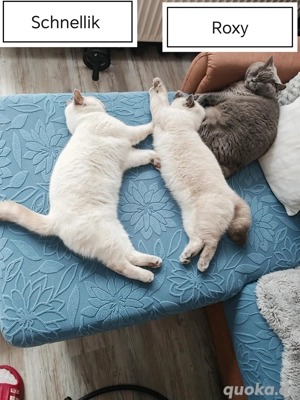 Reinrassige BKH-Kitten 7 Monate Alt(Vollgeimpt)