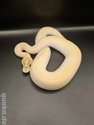 Orange dream ivory pos enchi, calico 0.1 Königspython