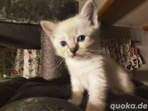 bengal kätzchen snow