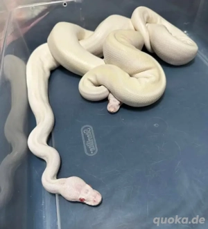 Königspython (Ball Python)   abgabebereit