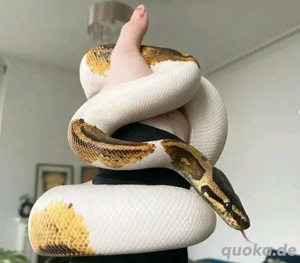 Pythons kaufen   liebevoll gehalten & abgabebereit
