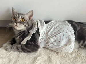 BKH Katze Grau getreift Bild 2