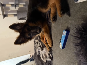 Reinrassige Deutsche Schäferhund