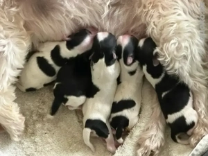 Biewer Yorkshiere Terrier Welpen 