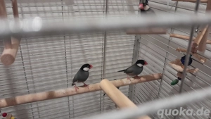 Reisfinken Paar, halbes Jahr jung 