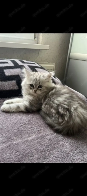 Britisch Langhaar reinrassig Kater 