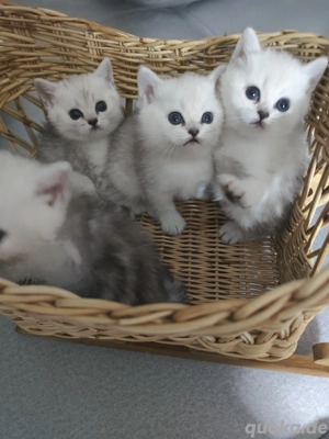 BKH Kitten ,nur noch 1 Kitten.