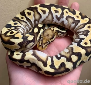 Pythons kaufen   jetzt abgabebereit