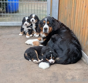 Berner Sennen Welpen