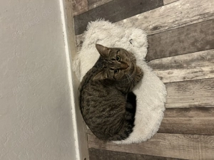 katze sucht neues zuhause 