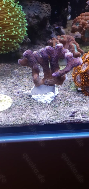 Korallenpaket Milka,Alveo und Zoa Utta Chaos 