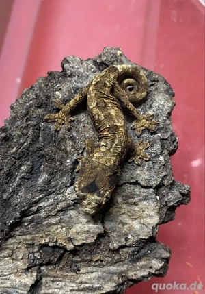 0.0.1 Flechtengecko, Mniarogekko chahoua red line