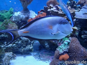 Arabischer Doktorfisch meerwasser meerwasseraquarium korallen 