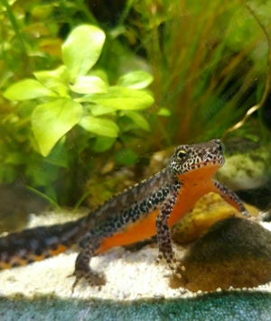 Bergmolche Molche Nachzuchten