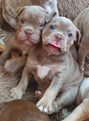Old English Bulldog welpen in Liebe volle Hände abzugeben 