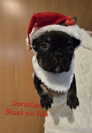 französiche Bulldoggen mit Ahnentafel 