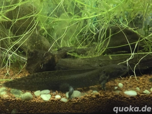 Axolotl abzugeben (10-20cm)