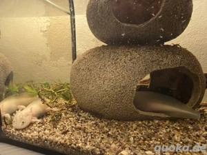 Axolotl abzugeben (10-20cm) Bild 4