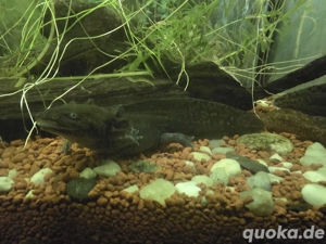 Axolotl abzugeben (10-20cm) Bild 2