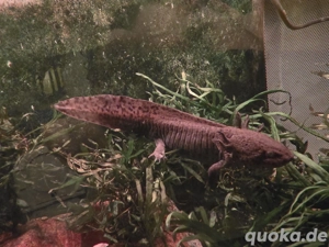 Axolotl abzugeben (10-20cm) Bild 5