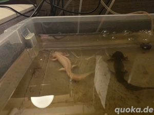 Axolotl abzugeben (10-20cm) Bild 3