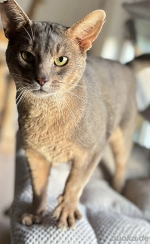 Abessinier Kater