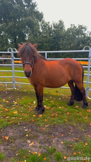 Islandpferd Stuten Fohlen Zuchtstute Freizeitpferd