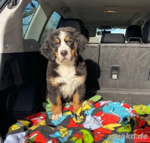 Berner Sennenhund   abgabebereit