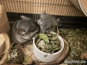 Chinchilla Babys, Weibchen.