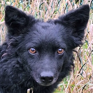 Marena, 4 Jahre - Mischling - Tierhilfe Franken e.V.