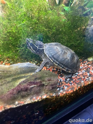 Moschusschildkröte zu verschenken 