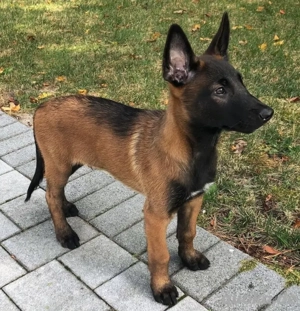 Malinois   Weiblich, abgabebereit