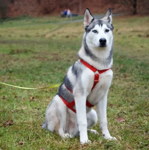 Bon - 10 Monate - Husky - Tierhilfe Franken e.V Bild 9