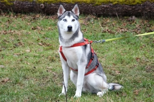 Bon - 10 Monate - Husky - Tierhilfe Franken e.V Bild 8