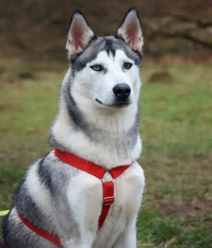 Bon - 10 Monate - Husky - Tierhilfe Franken e.V Bild 2