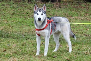 Bon - 10 Monate - Husky - Tierhilfe Franken e.V Bild 7