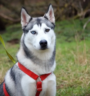 Bon - 10 Monate - Husky - Tierhilfe Franken e.V Bild 3