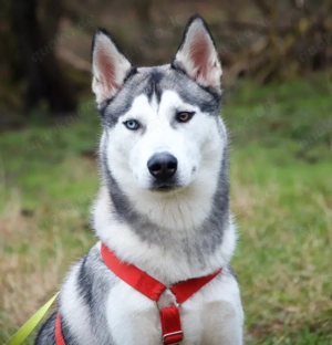 Bon - 10 Monate - Husky - Tierhilfe Franken e.V Bild 5