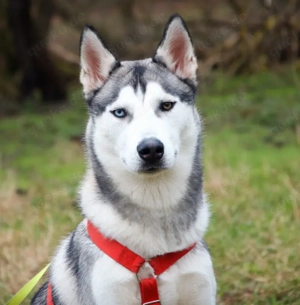 Bon, 9 Monate - Husky - Tierhilfe Franken e.V.