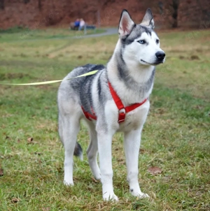 Bon - 10 Monate - Husky - Tierhilfe Franken e.V Bild 6