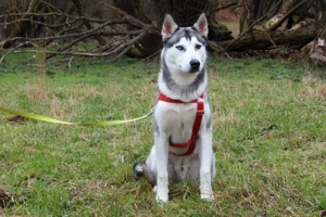 Bon - 10 Monate - Husky - Tierhilfe Franken e.V Bild 10