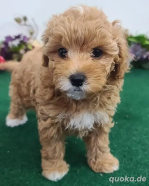 Maltipoo-Welpen   Weiblich, abgabebereit